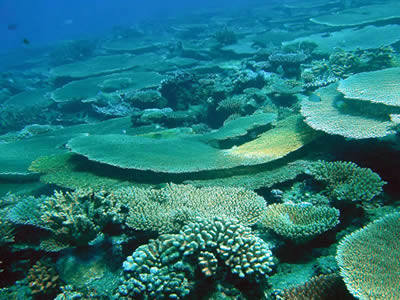 Coral animals build reefs in warm, tropical seawater. However, <a href="/earth/changing_planet/ocean_temperatures_intro.html&edu=high&dev=">seawater can be too warm</a> for their liking.  If waters get too warm, coral animals lose the algae that live within their little bodies, a process called coral bleaching. Without the algae, corals have less nutrition. Unless cooler temperatures return, allowing algae to
 return, the coral dies.<p><small><em>Credit: UNC</em></small></p>