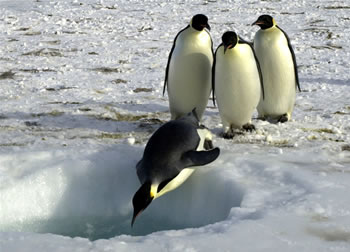 A group of
  Emperor penguins wait their turn to dive into the ocean near <a
  href="/people/postcards/jean_pennycook_11_29_0.html&edu=high&dev=">Ross
  Island, Antarctica</a>
  on November 3, 2004.
Emperor penguins routinely dive to 500 meters in
  search of food. Scientists are interested in understanding how they can
  endure the stress of these dives in such an <a
  href="/earth/extreme_environments.html&edu=high&dev=">extreme
  environment</a>.<p><small><em> Image courtesy of Emily Stone,   National Science Foundation</em></small></p>