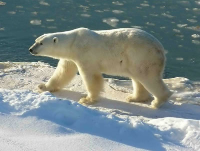 Roaming across Arctic <a
  href="/earth/polar/sea_ice.html&edu=elem">sea ice</a>, <a
  href="/earth/polar/polar_bears_jan07.html&edu=elem">polar
  bears</a> peer through cracks in the ice to look for ringed seals, their
  favorite food, in the water below. Almost all of a polar bear's food comes
  from the sea. The <a
  href="/earth/polar/sea_ice.html&edu=elem">floating sea
  ice</a> is a perfect vantage point for the bears as they hunt for food.
  Unfortunately, the amount of sea ice floating in the <a
  href="/earth/polar/polar_north.html&edu=elem">Arctic
  region</a> is shrinking each year, and getting farther apart.<p><small><em>Image courtesy of Ansgar Walk.  Creative Commons Attribution-Share Alike 2.5 Generic license.</em></small></p>