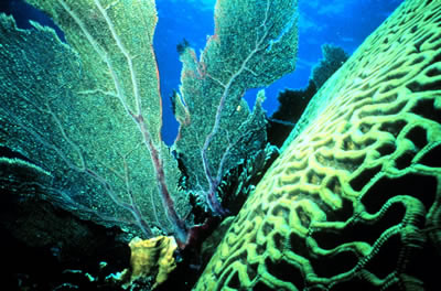 Ann Budd of the University of Iowa and John Pandolfi of the University of
Queensland, Australia, two scientists who have been studying corals reefs,
say that it's important to not only protect endangered
<a href="/earth/climate/coral_change.html&edu=high">corals</a> in
areas that have the largest variety of species, but also the corals in
the edges of the reefs.  Find our more about their research
<a href="/headline_universe/olpa/CoralReef_17June10.html&edu=high">here</a>.<p><small><em> Image courtesy of NOAA</em></small></p>